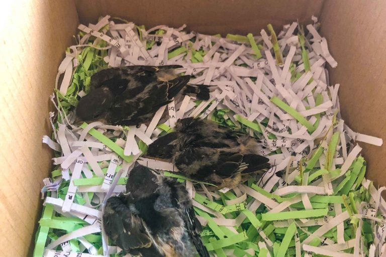 223905826_175311667921927_4208225624440963023_n