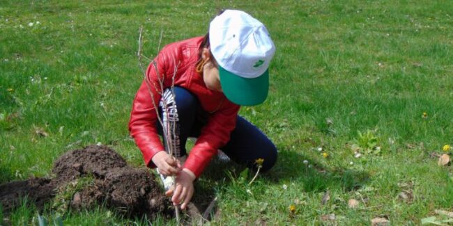 Fidanki-4-2-750×375-1